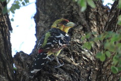 Trachyphonus vaillantii vaillantii