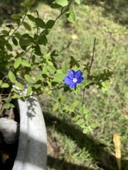 Evolvulus glomeratus