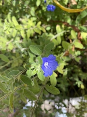 Evolvulus glomeratus