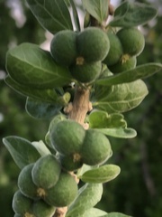 Adelia obovata