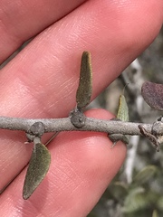 Ceanothus verrucosus