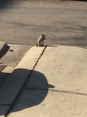 Sciurus carolinensis