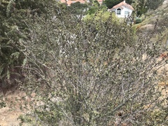 Ceanothus verrucosus