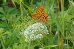 Argynnis paphia