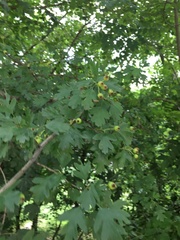 Crataegus monogyna