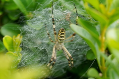 Argiope bruennichi