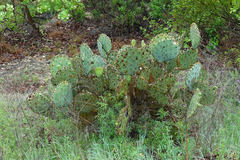 Opuntia pyrocarpa