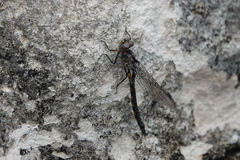 Epitheca petechialis