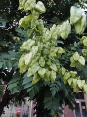 Koelreuteria paniculata