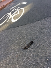 Dumetella carolinensis