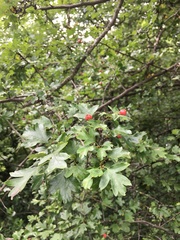 Crataegus monogyna