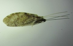 Hemerobius humulinus