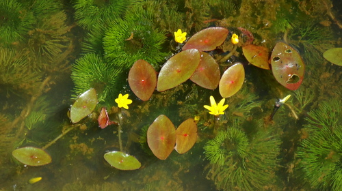 Yellow Cabomba