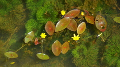 Yellow Cabomba