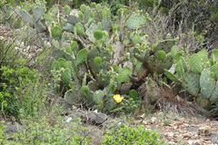 Opuntia pyrocarpa