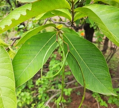 Holarrhena pubescens