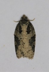 Acleris chalybeana
