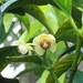 Garcinia macrophylla - Photo (c) I likE plants!, some rights reserved (CC BY)