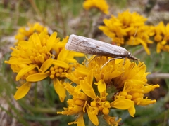 Catoptria petrificella
