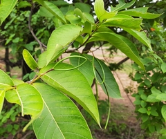 Holarrhena pubescens