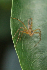 Hamadruas sikkimensis