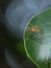 Hamadruas sikkimensis