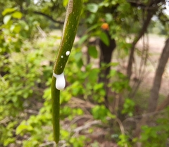 Holarrhena pubescens