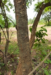 Holarrhena pubescens