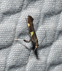 Caloptilia cornusella