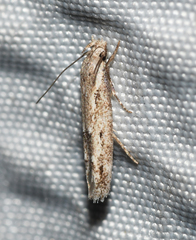 Mompha brevivittella