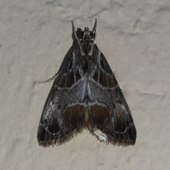 Eupoca bifascialis