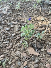 Lupinus pusillus