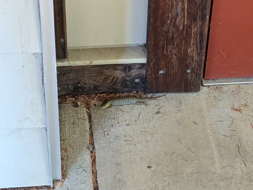 iNaturalist observation photo of Northern Alligator Lizard