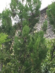 Platycladus orientalis