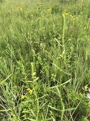 Physostegia angustifolia