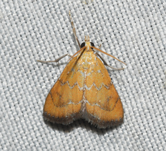 Xanthophysa psychicalis