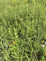Physostegia angustifolia