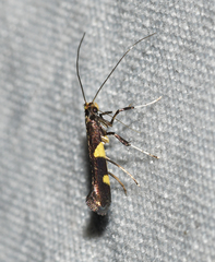 Caloptilia cornusella