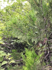 Platycladus orientalis