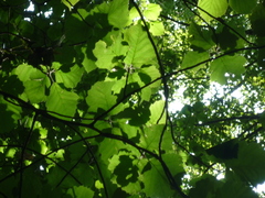 Karpatiosorbus latifolia