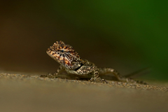 Psammophilus dorsalis