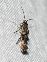 Epermenia albapunctella