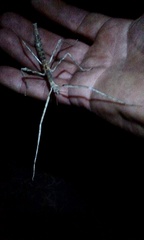 Anophelepis telesphorus