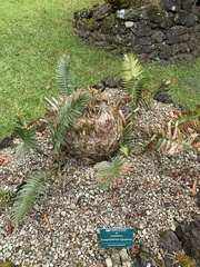 Encephalartos ngoyanus