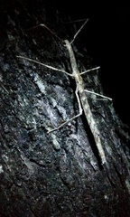 Anophelepis telesphorus