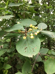 Viburnum lantana