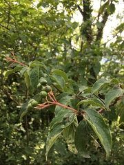 Cornus sanguinea