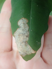 Leucoptera laburnella
