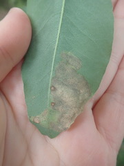Leucoptera laburnella