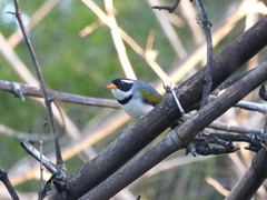 Arremon flavirostris